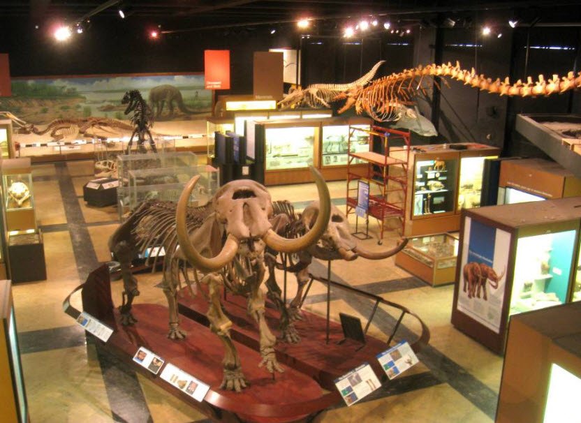 Regional Museum of Natural History Mysore, Mysuru